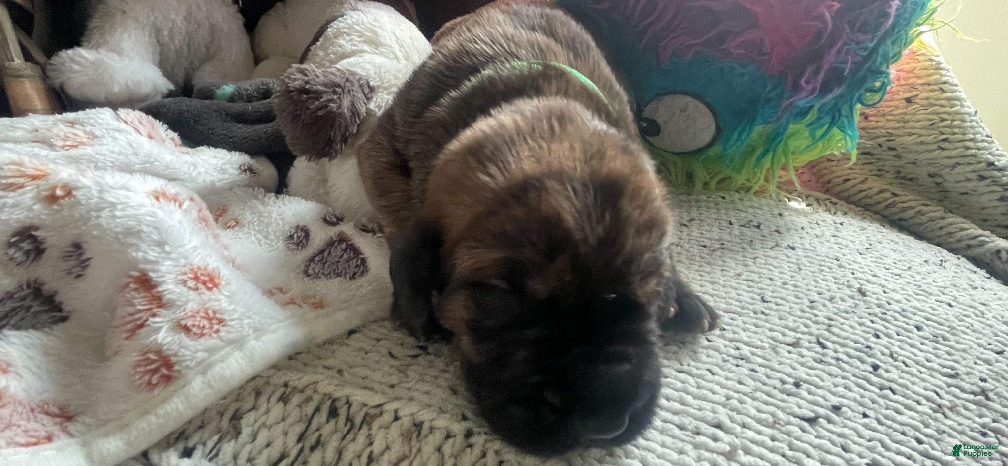 Mixed Breed dogs Green  - Ad 2