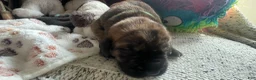Mixed Breed dogs for sale: Green  - Ad 2
