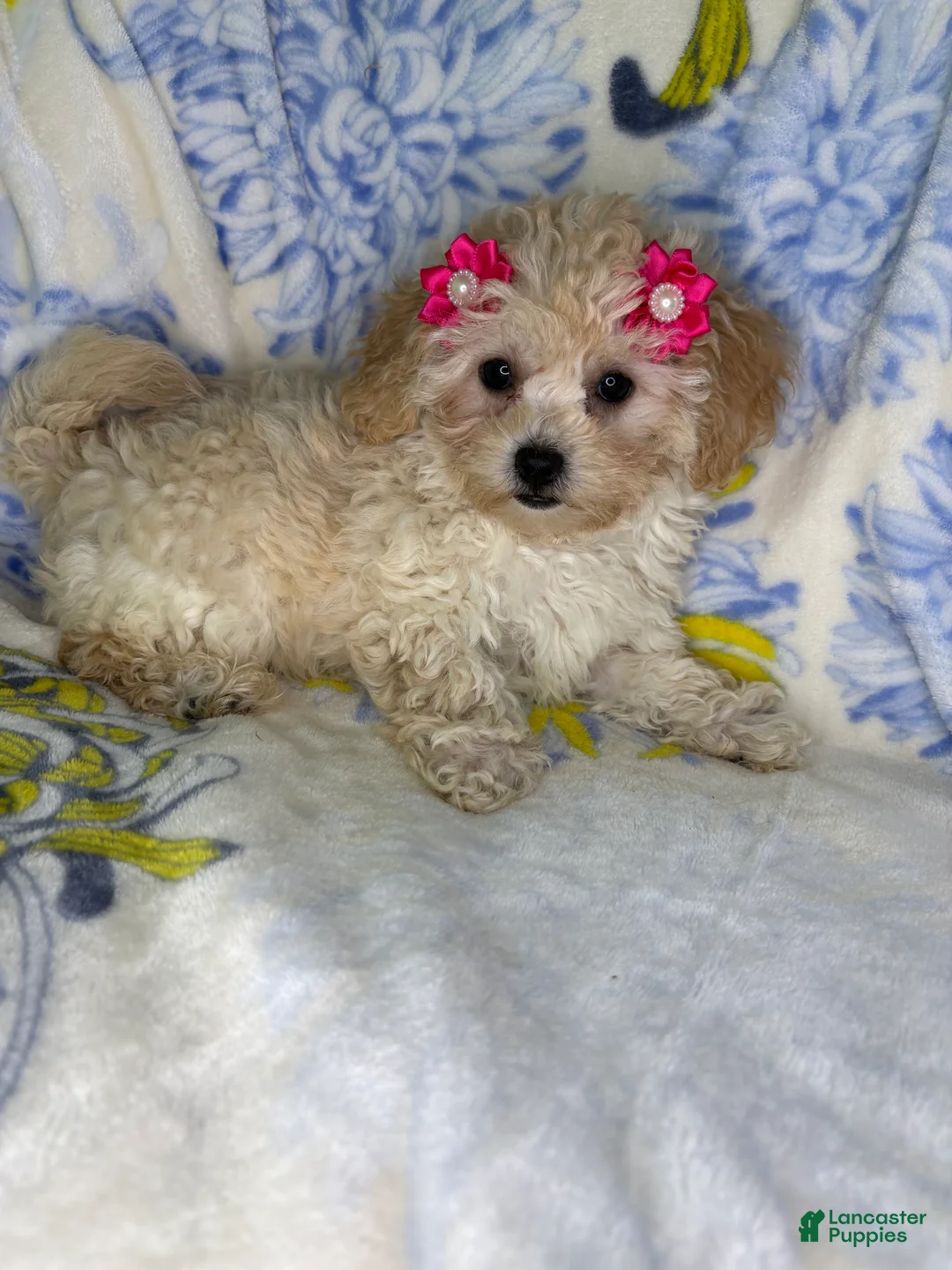 Mixed Breed dogs for sale: Mixed Breed 4 - Ad 3