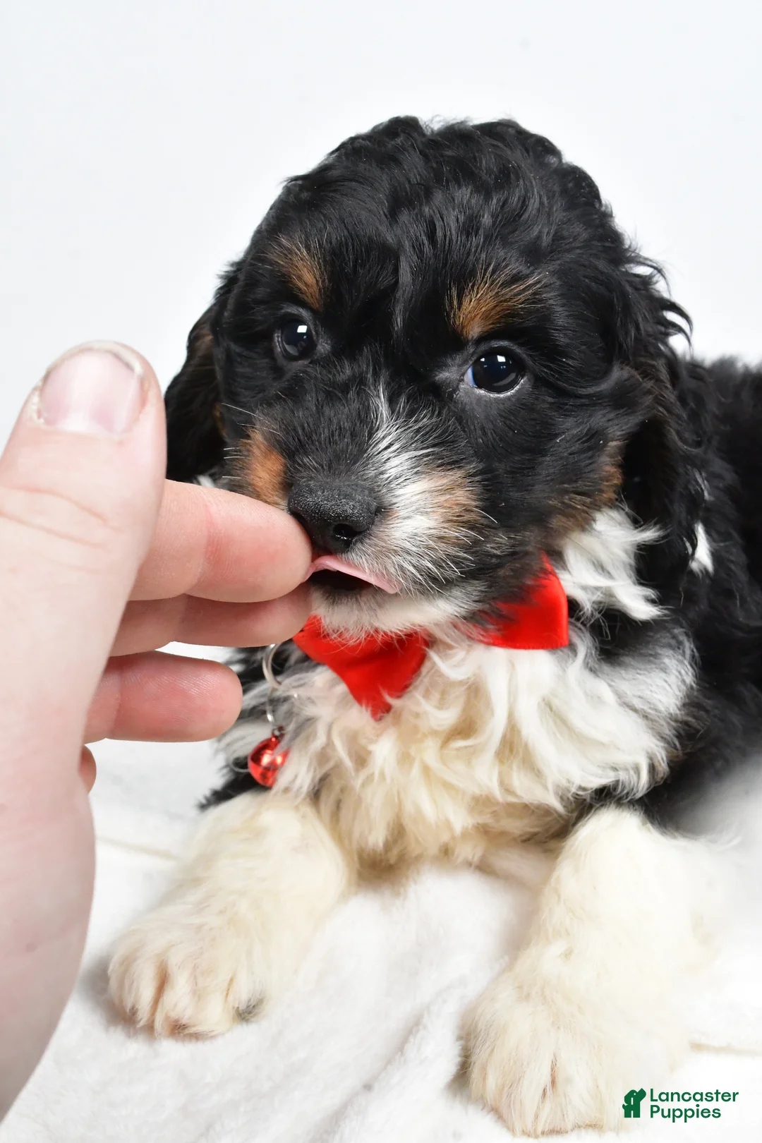 Mini Aussiedoodle dogs for sale: Goofy - Ad 3