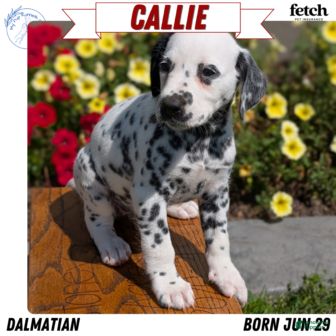 Dalmatian dogs Callie - Ad 1