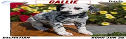 Dalmatian dogs for sale: Callie - Ad 1