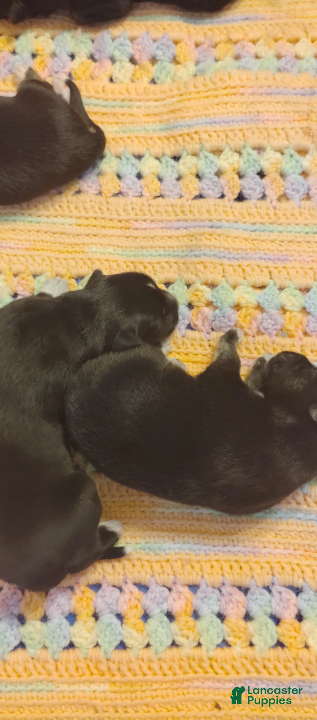 Mixed Breed dogs for sale: Mixed Breed 3 - Ad 1