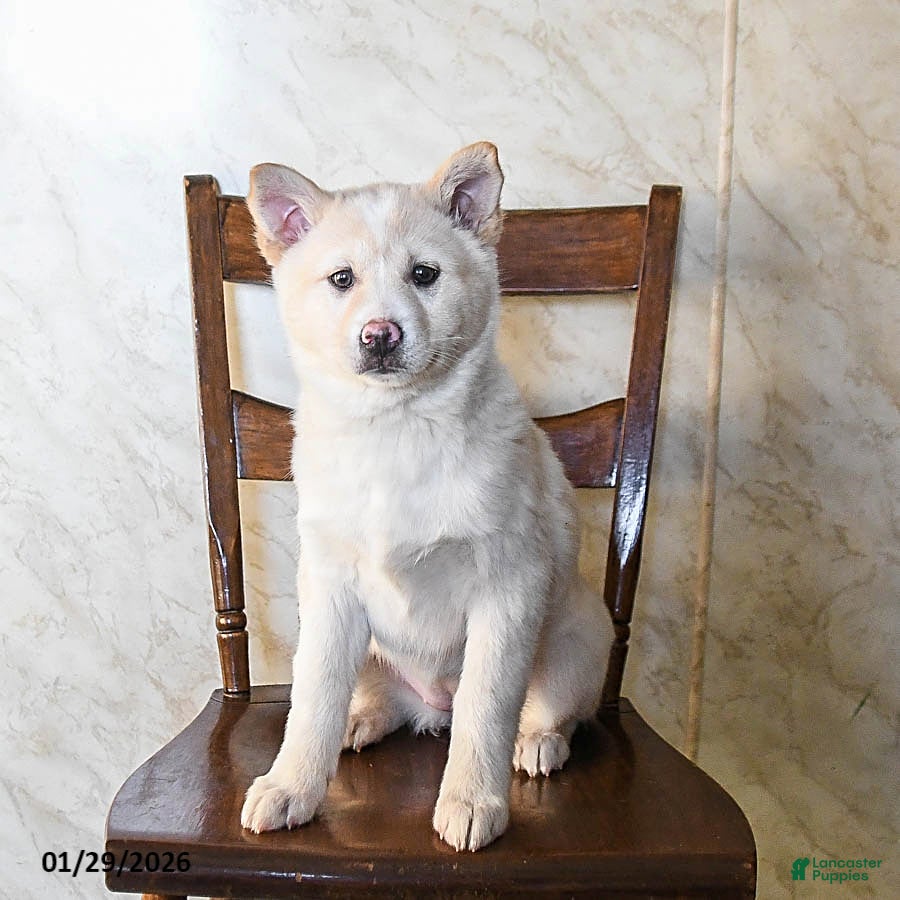 Mixed Breed dogs Olivia - Ad 2