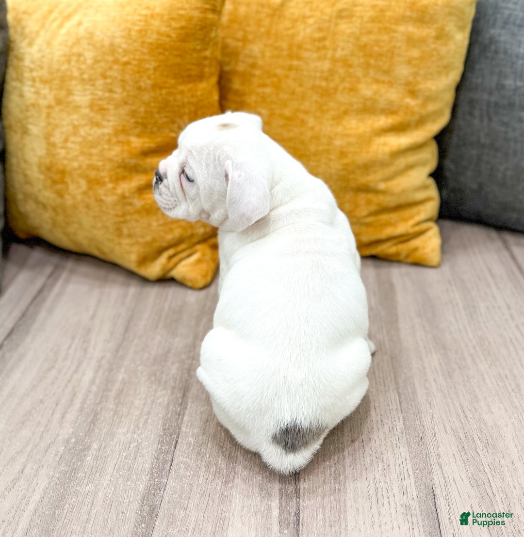 Mixed Breed dogs for sale: Rolo - Ad 5