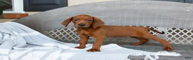 Beau