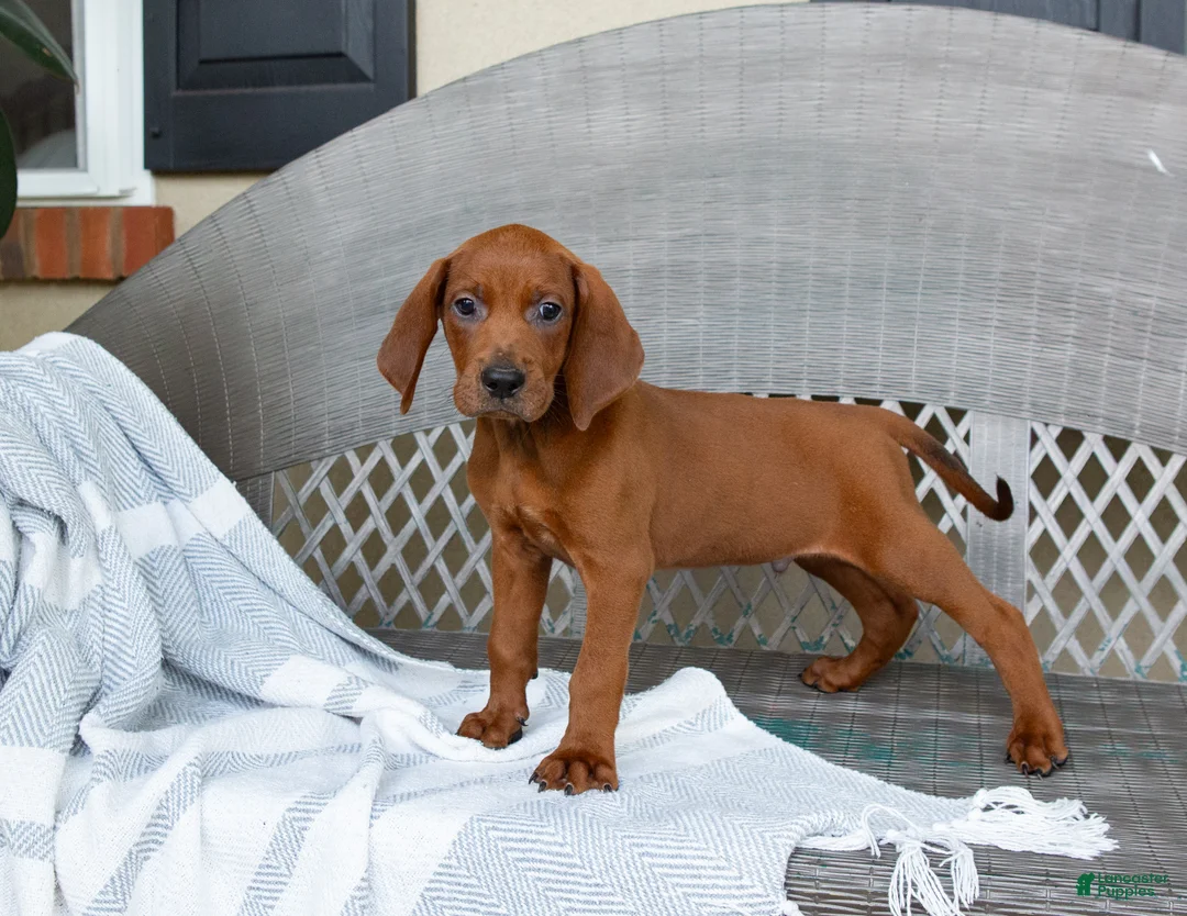 Redbone Coonhound dogs for sale: Beau - Ad 1