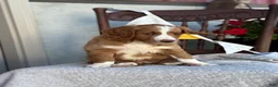 Goldendoodle dogs for sale: Corrie - Ad 7