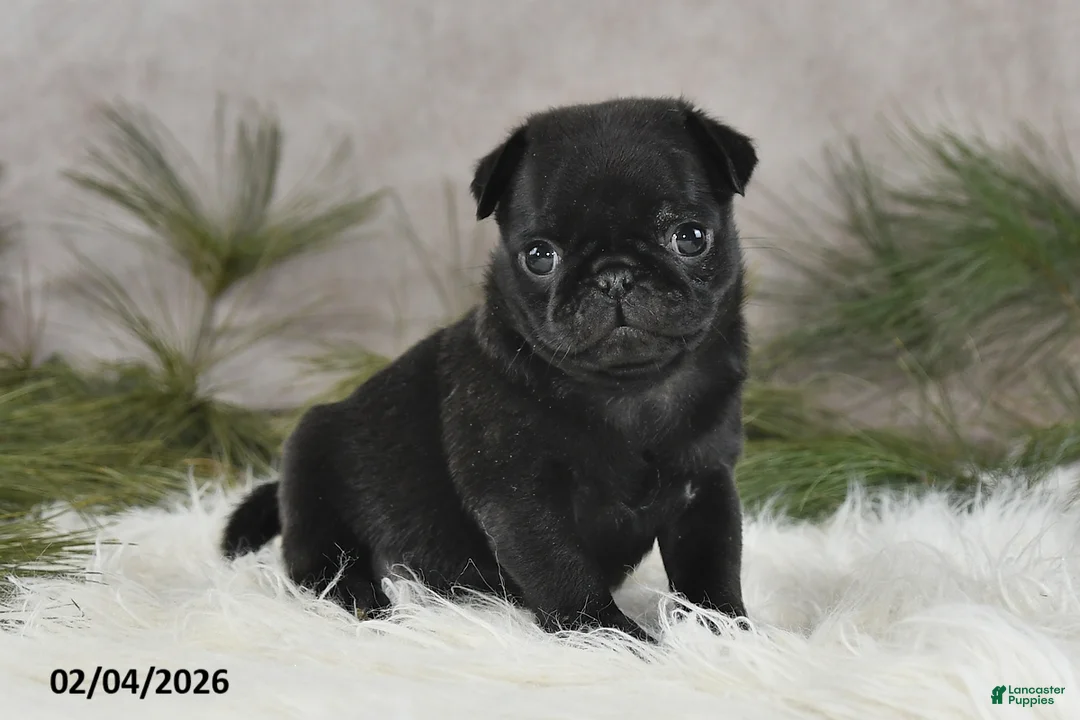 Pug dogs for sale: Diesel - Ad 4