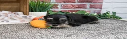Miniature Schnauzer dogs for sale: Jonah - Ad 6