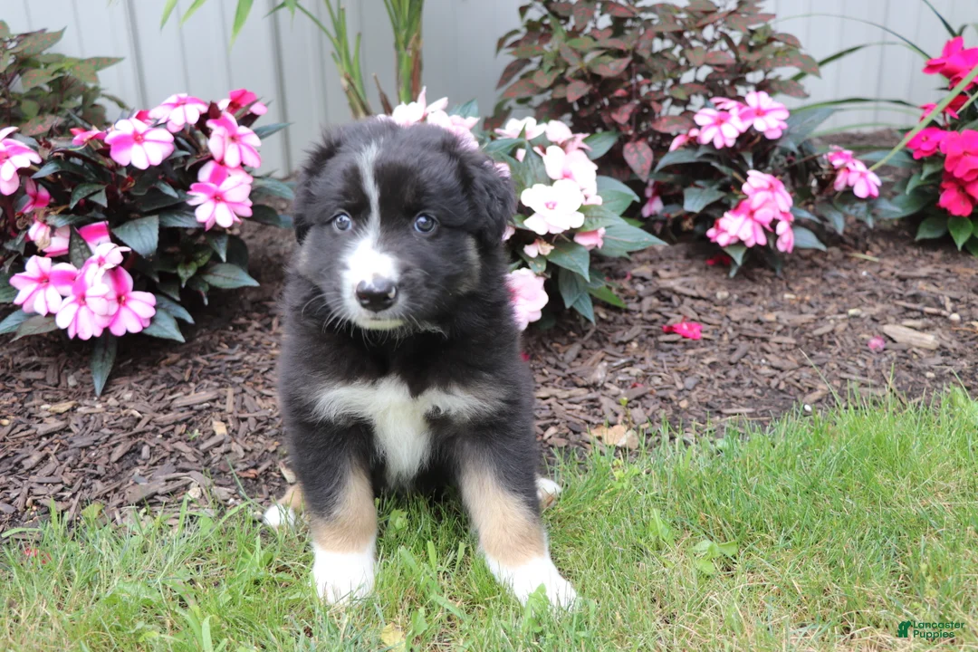 Australian Shepherd dogs for sale: Smokey - Ad 1