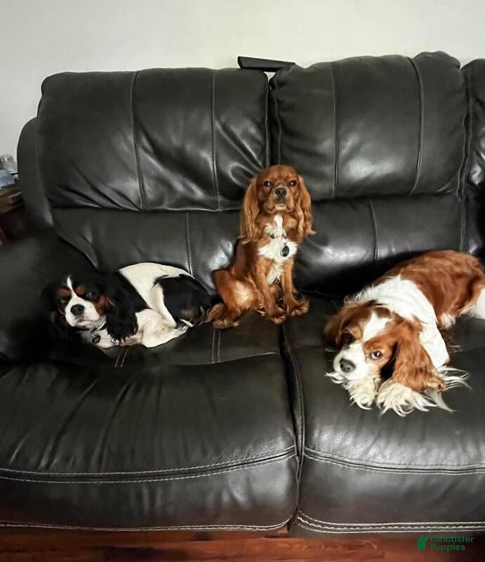 Cavalier King Charles Spaniel dogs for stud: RUBY Cavalier King Charles Spaniel STUD SERVICE - Ad 12