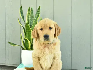 Golden Retriever dogs for sale: Caramel - Ad 3