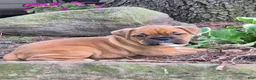 Boxer dogs for sale: Maggie - Ad 1