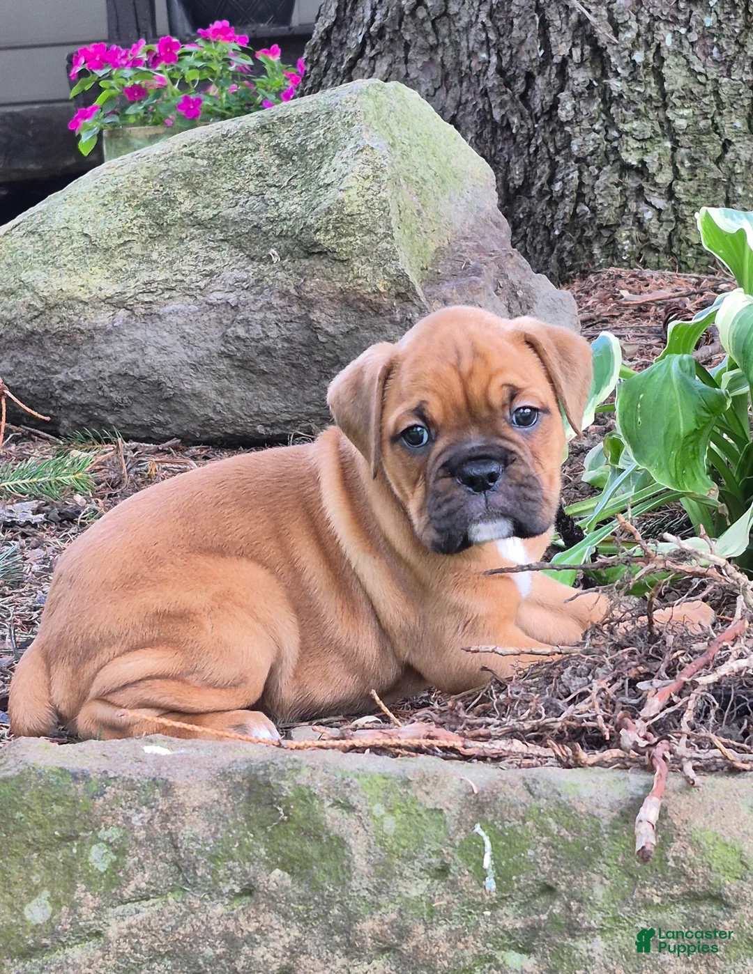 Boxer dogs for sale: Maggie - Ad 1