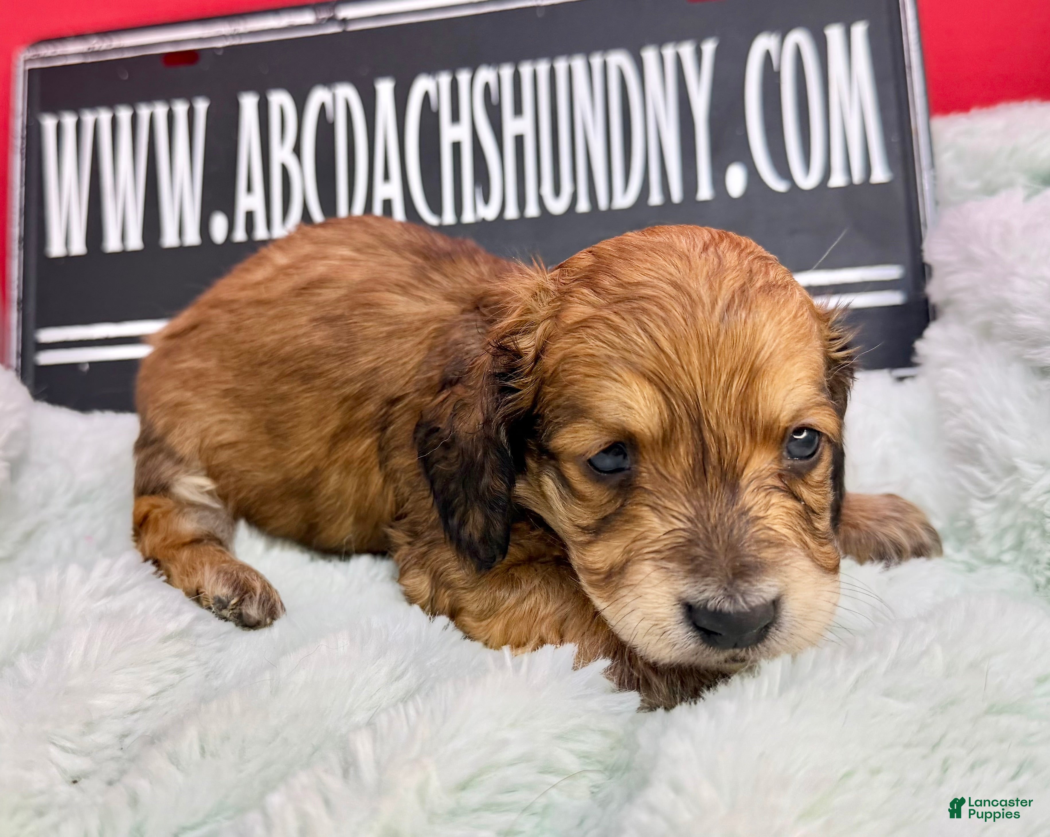 Miniature Dachshund dogs Cream/red - Ad 25