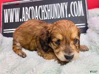 Miniature Dachshund dogs Cream/red - Ad 30