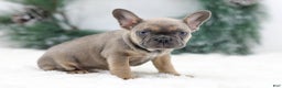 French Bulldog dogs for sale: Ivy - Ad 3
