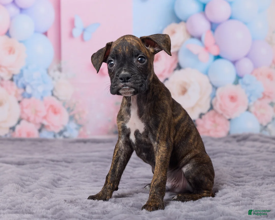 Boxer dogs for sale: Max - Ad 2