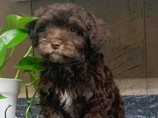 Havanese dogs Coco - Ad 23
