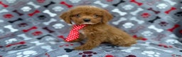Cockapoo dogs for sale: Dasher - Ad 4
