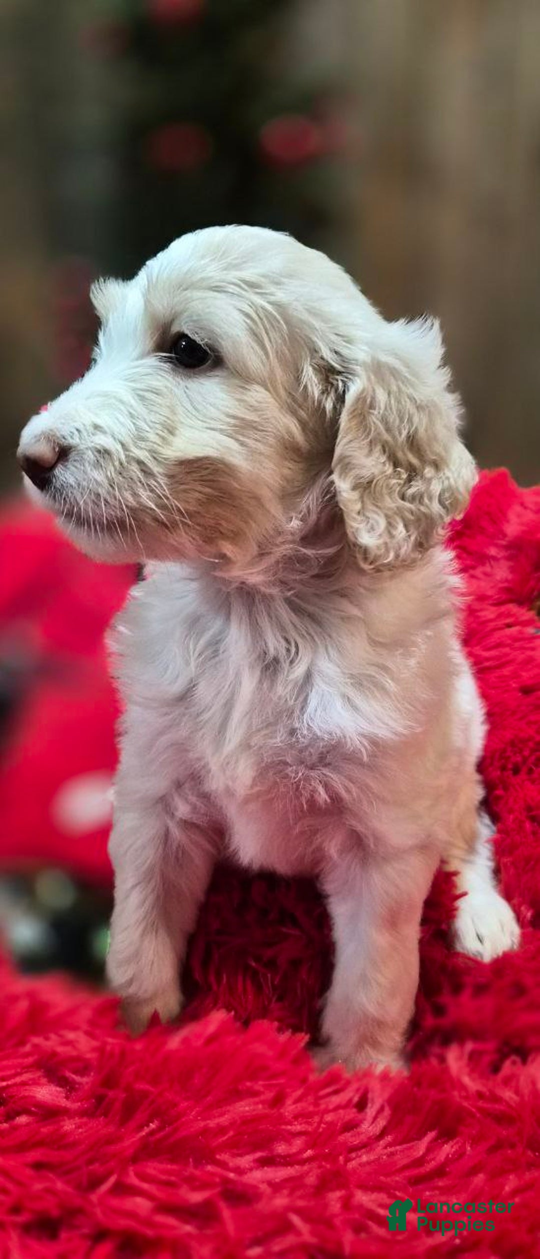 Goldendoodle dogs for sale: BELL - Ad 5