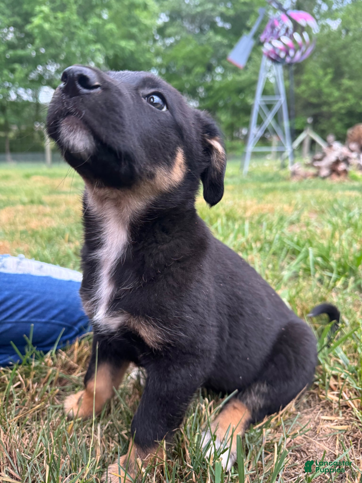 Mixed Breed dogs Mixed Breed Puppy 4 - Ad 38