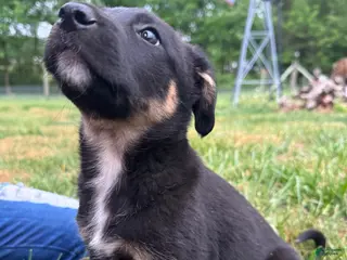 Mixed Breed dogs Mixed Breed Puppy 4 - Ad 38