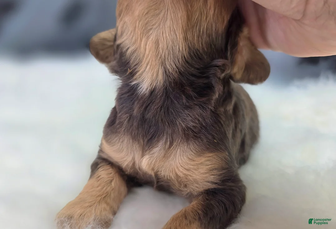 Cockapoo dogs for sale: Castor - Ad 7