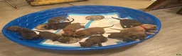 American Bully dogs for sale: American Bully 10 - Ad 3