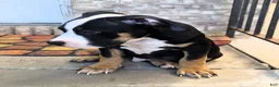 American Bully dogs for sale: "BIGGIE SMALLZ" BLACK TRI COLOR - Ad 6