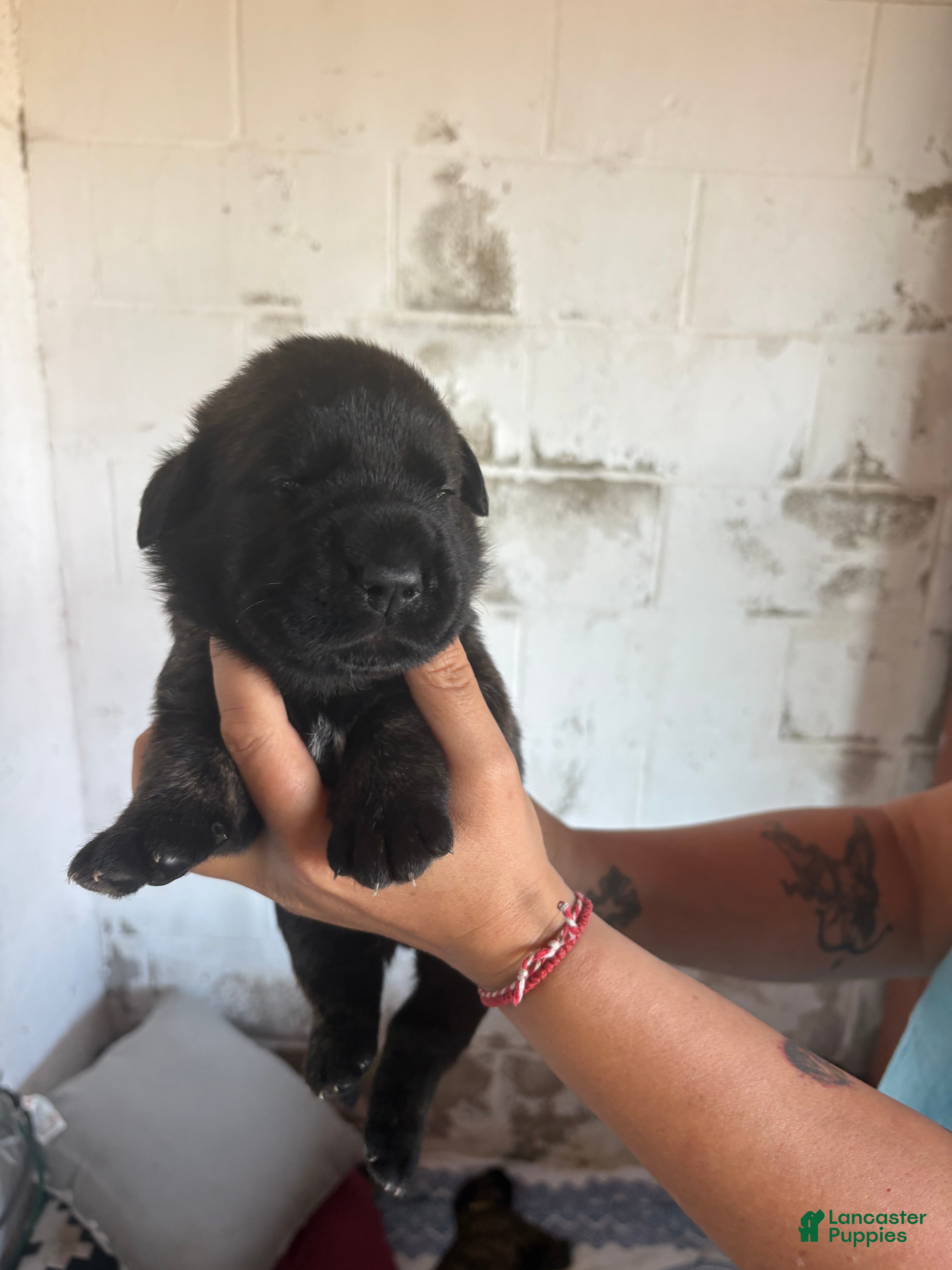 Mixed Breed dogs Luna - Ad 1