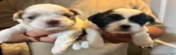 Shih Tzu dogs for sale: Shih Tzu 2 - Ad 8