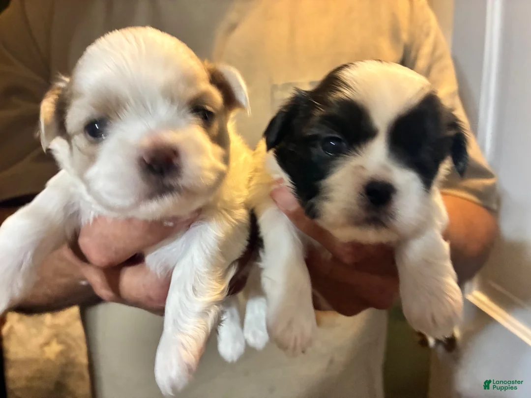 Shih Tzu dogs for sale: Shih Tzu 2 - Ad 8