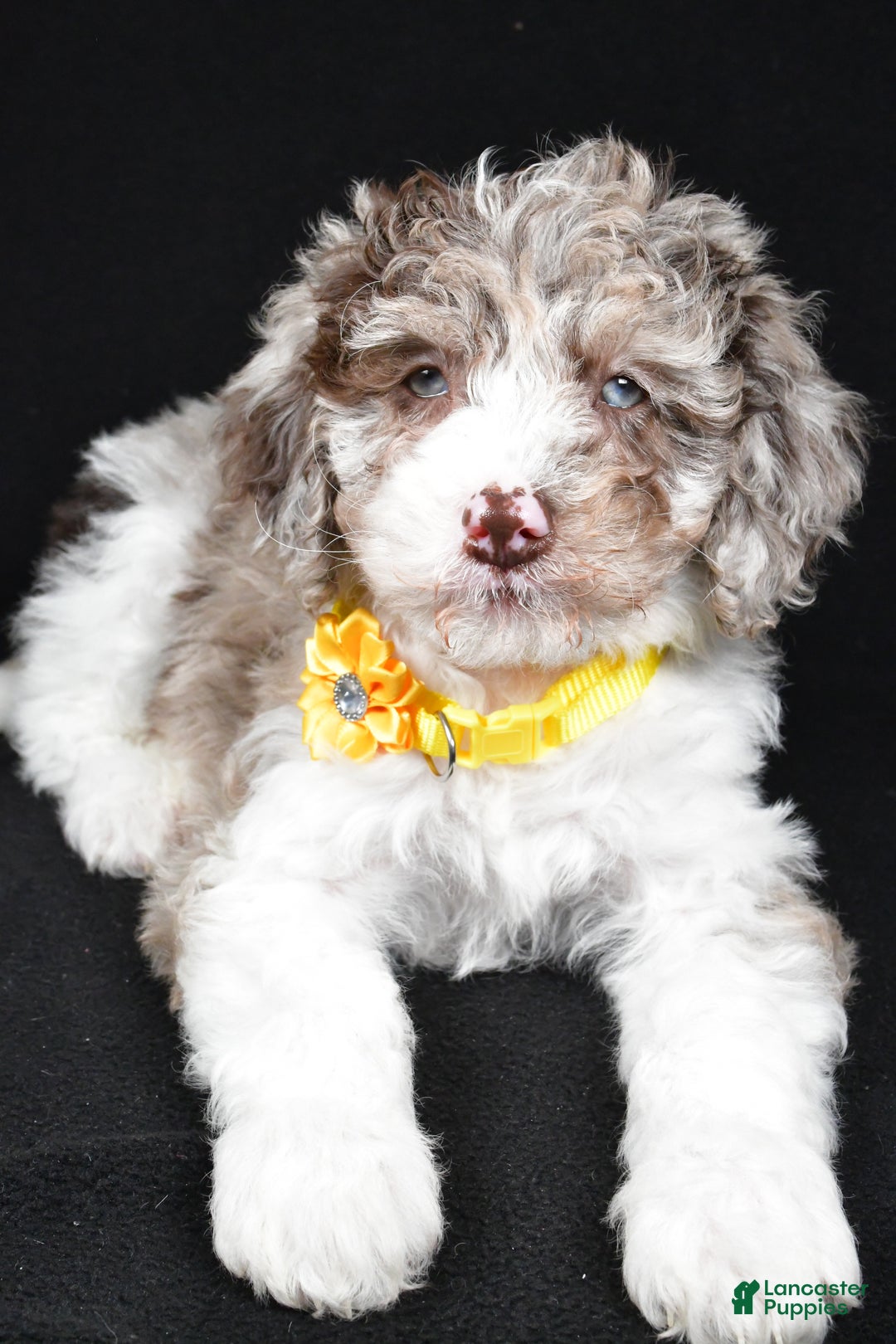 Sheepadoodle dogs for sale: Candy - Ad 4