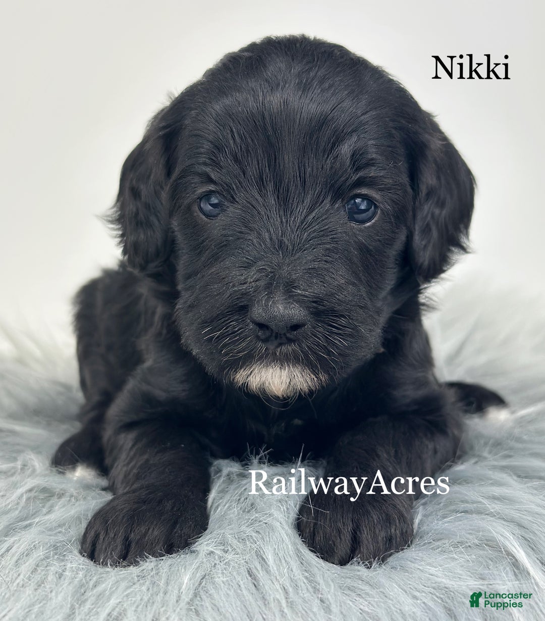 Mixed Breed dogs for sale: Nikki - Ad 3