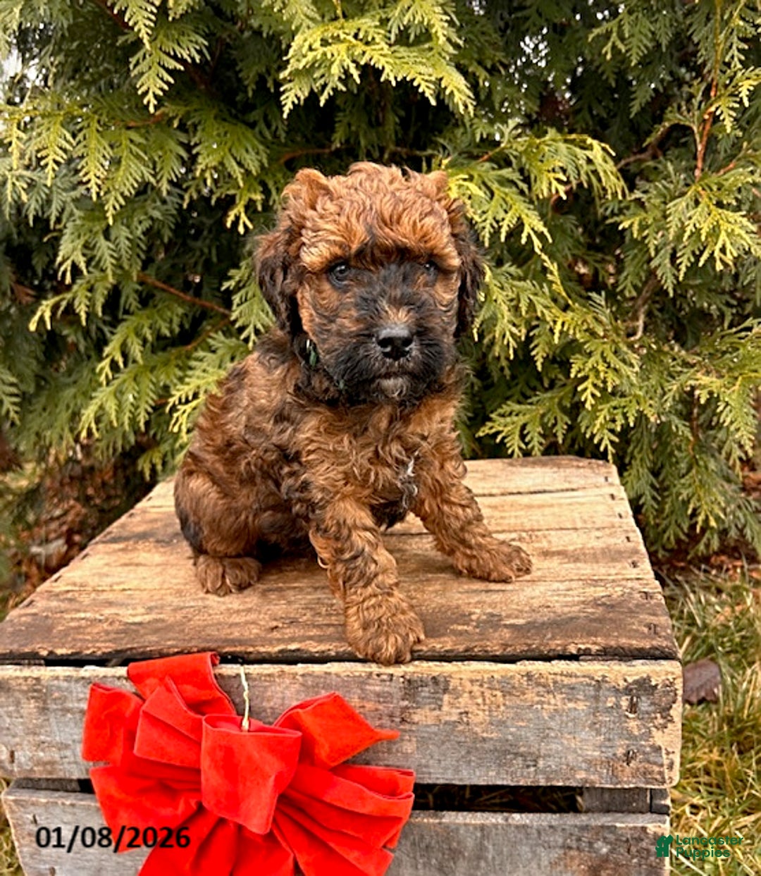 Whoodle dogs for sale: Everly - Ad 2