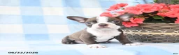 Boston Terrier dogs for sale: Gracie - Ad 1