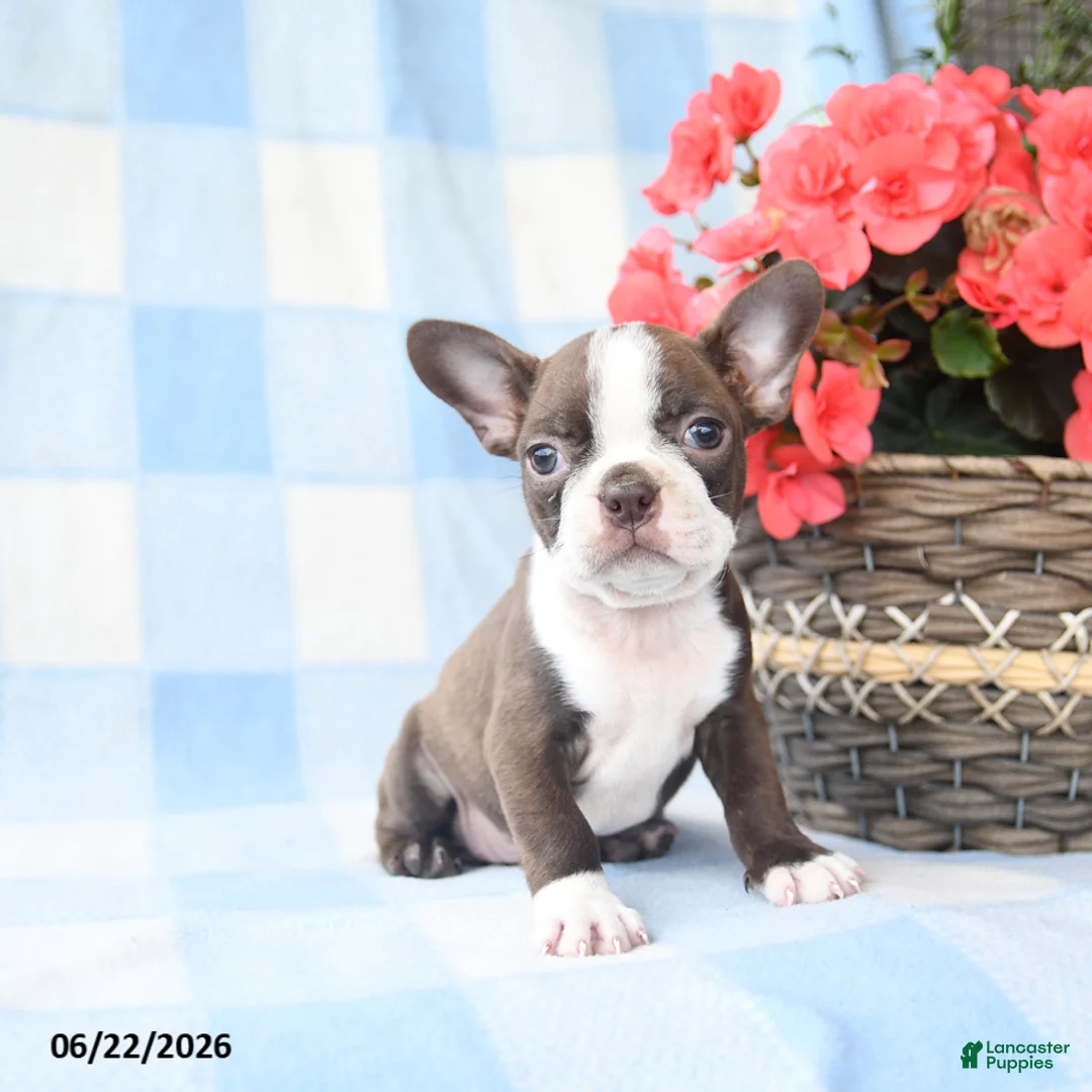 Boston Terrier dogs for sale: Gracie - Ad 1