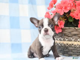Boston Terrier dogs for sale: Gracie - Ad 3