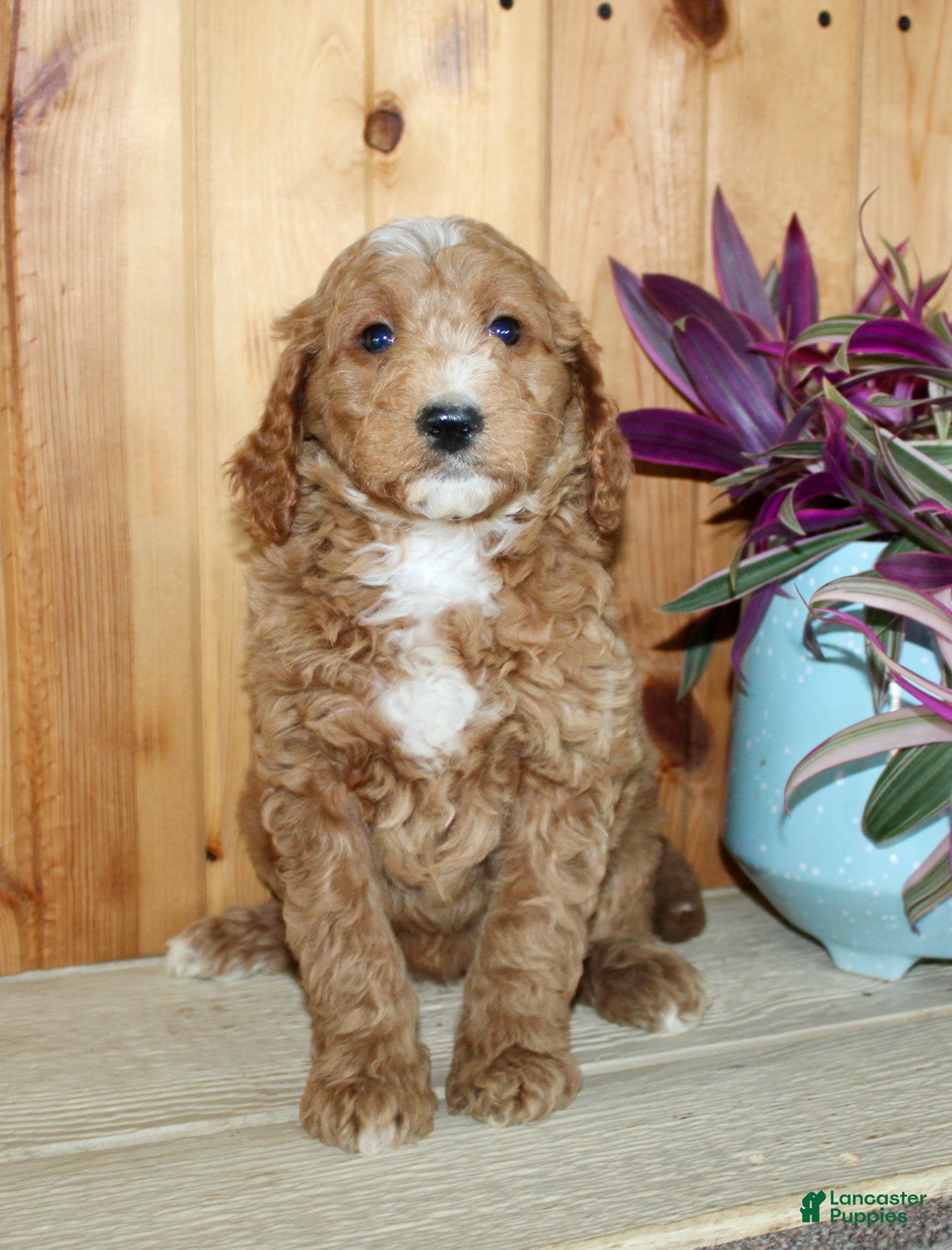 Mini Goldendoodle dogs Winnie  - Ad 2