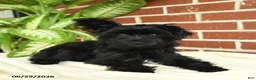 Yorkshire Terrier dogs for sale: Luna - Ad 4