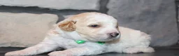 Mini Goldendoodle dogs for sale: Mini Ziggy - Ad 7