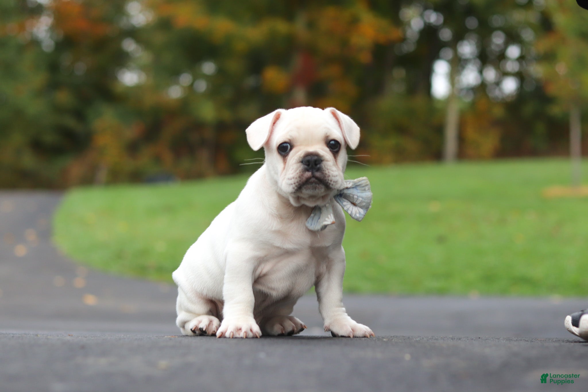 French Bulldog dogs for sale: Sampson - Ad 1