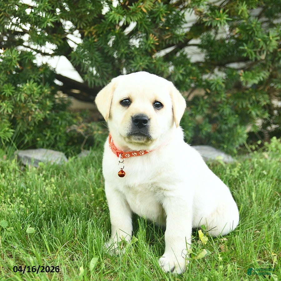 Labrador Retriever dogs Beulah  - Ad 2