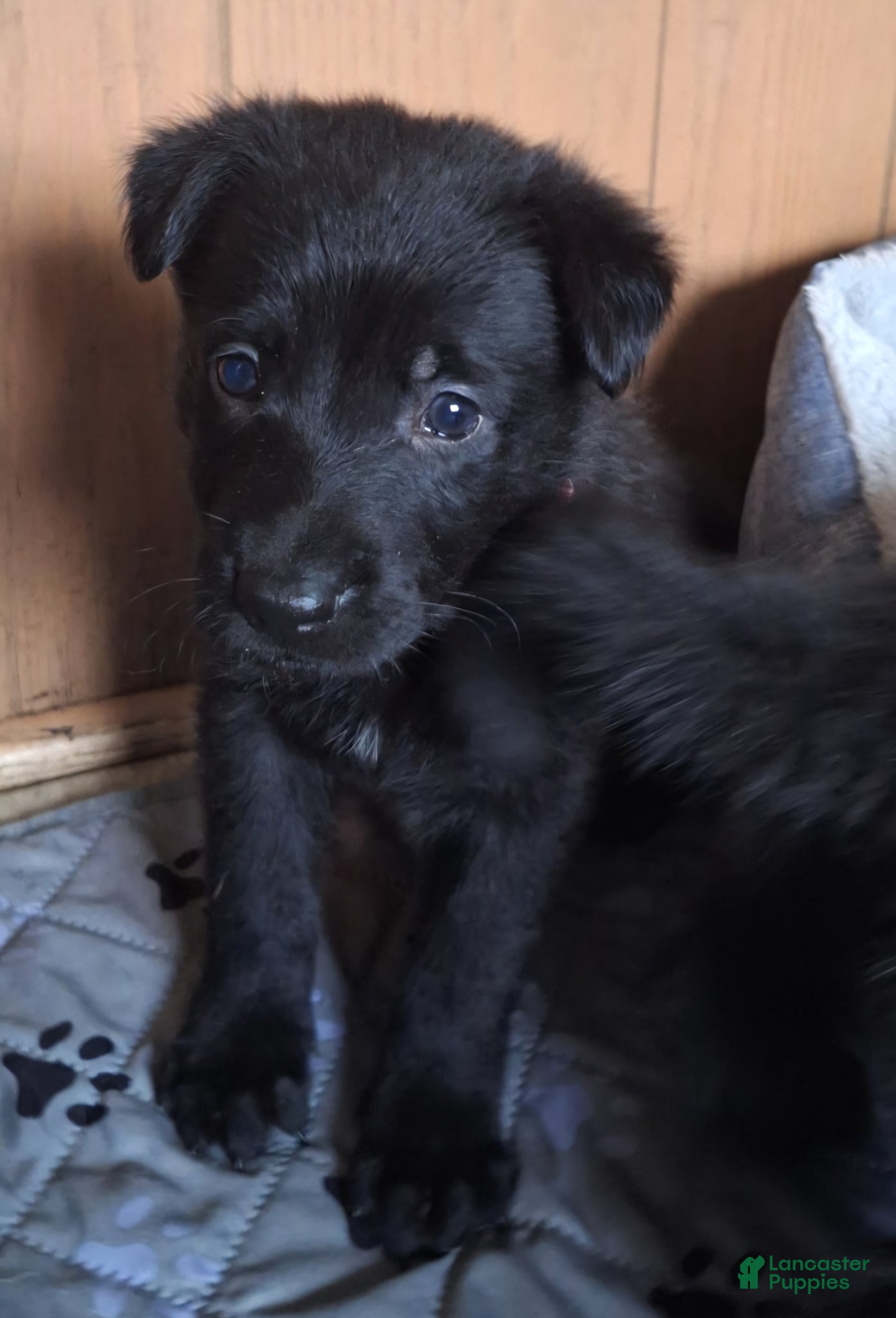 German Shepherd dogs Vegas - Ad 2