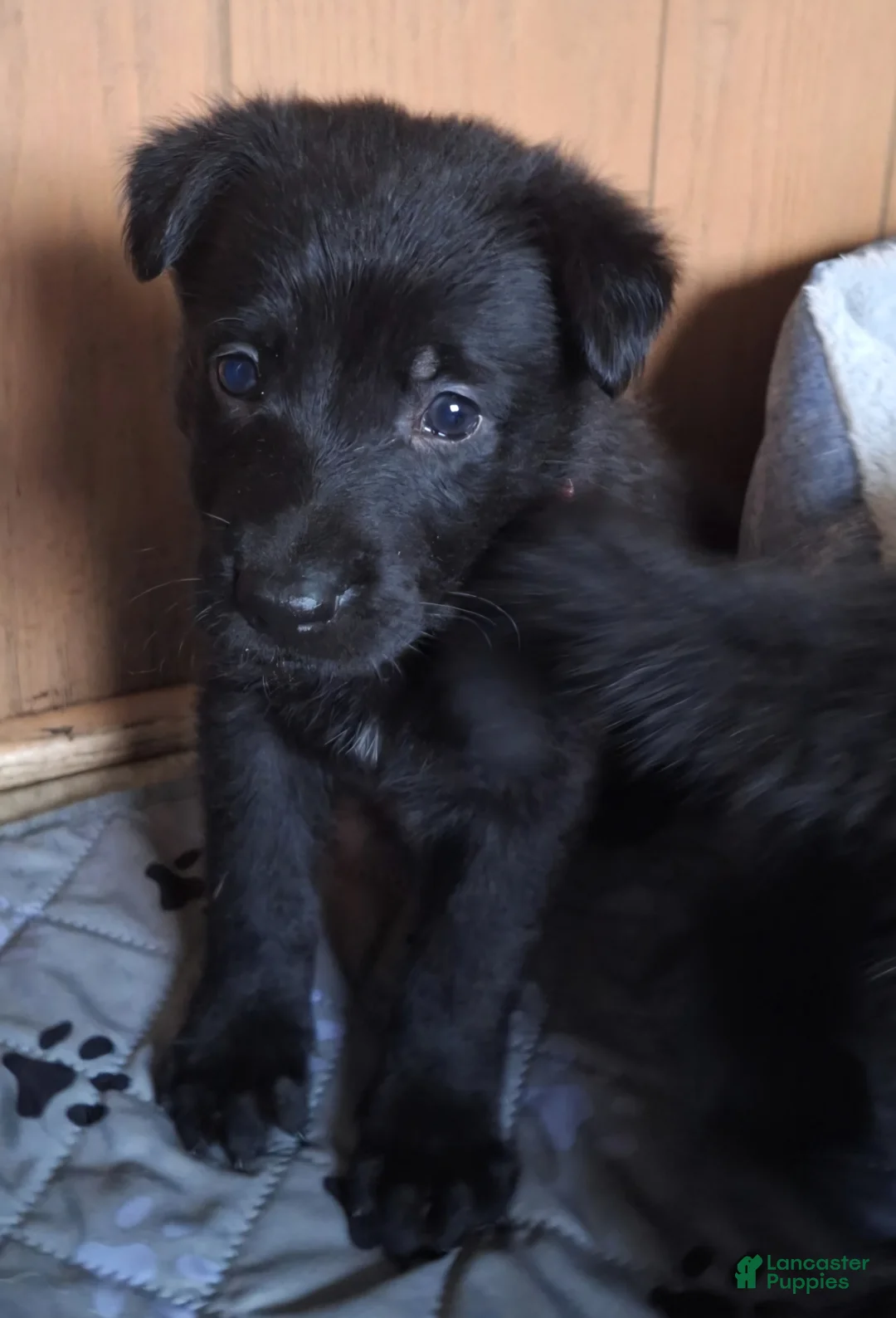 German Shepherd dogs for sale: Vegas - Ad 2