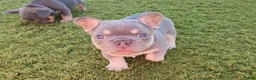 French Bulldog dogs for sale: French Bulldog Purple Pup - Ad 13