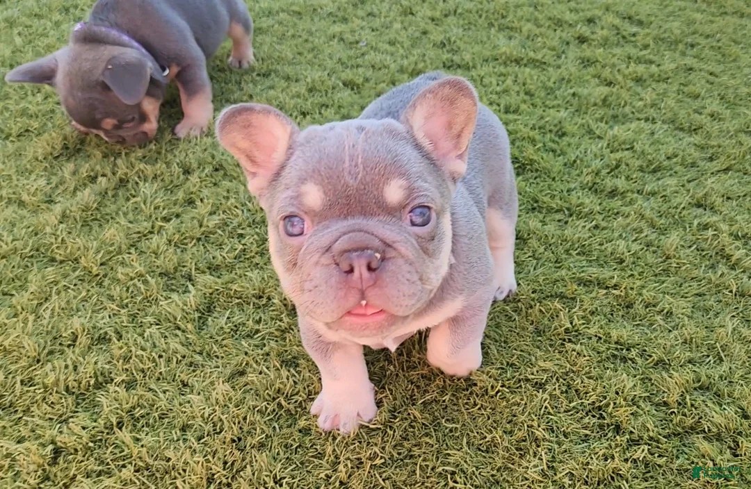 French Bulldog dogs for sale: French Bulldog Purple Pup - Ad 13