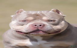 American Bully dogs for stud: Carnage Stud Ad - Image 7